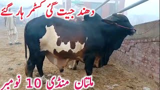 Multan Janwar Mandi  Cholistani Ablk Nukre Gulabi Sahiwal Bachre  Global Village Farming [upl. by Ahsener]