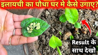 इलायची का पौधा घर मे लगाने का सब से सही तरीका  How to Grow Elaichi At Home  How to Grow Cardamom [upl. by Ma]