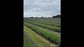 Skylark singing and soaring over Lavender fields [upl. by Pruchno]