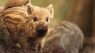 Wild Boar PIGLETS in the UK [upl. by Hayikat]