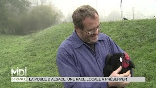 ANIMAUX  La poule dAlsace une race locale à conserver [upl. by Mandeville736]