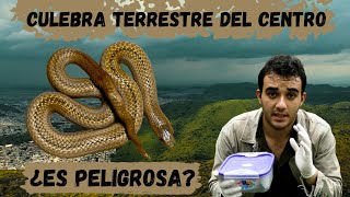 Culebra Terrestre Lesionada  ¿Por Qué las Serpientes Son Importantes  Sierra De Guadalupe [upl. by Leamhsi]