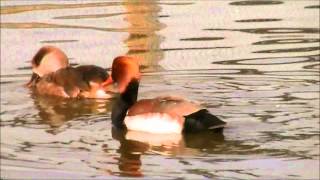 Redcrested Pochard [upl. by Eejan]