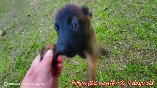 Freya Mexico bloodline Malinois X [upl. by Lindsey]