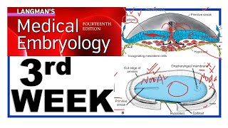 Langman Chapter5  Third Week of Human Development  Embryology  Gastrulation  Dr Asif Lectures [upl. by Feilak]