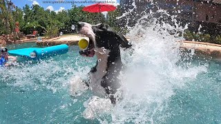 Playful Great Danes Perfect Catch amp Cannonball Pool Dive [upl. by Ahsienom]