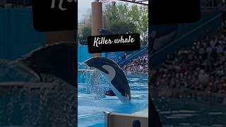 Orca show in sea world theme park Orlando [upl. by Derf]