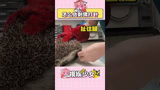 怎么給刺猬打針？請看VCR 刺猬 動物 獸醫 萬萬沒想到 動物的迷惑行為 [upl. by Edlihtam]