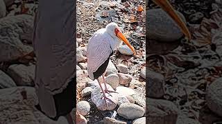 YELLOW BILLED STORK KANSAS CITY ZOO [upl. by Islehc]