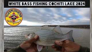 WHITE BASS FISHING COCHITI LAKE 2024 [upl. by Naihs]