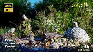 Birds amp tits Fever on new Feeder  4K HDR  CATs tv [upl. by Eelyam]