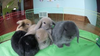 Bunny Update  6WeekOld Holland Lop Babies [upl. by Gail]