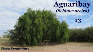 Aguaribay Schinus areira  FB  013 [upl. by Gerstein153]