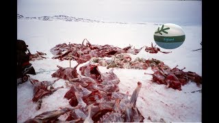 1st Caribou Hunt Epic [upl. by Atrahc906]