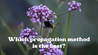 The Secret to Propagating Verbena and More [upl. by Onilegna228]