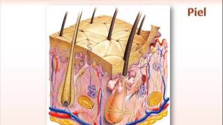 Piel  Epidermis  Dermis  Hipodermis [upl. by Ibbed]