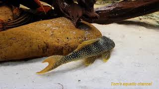 L14 Scobinancistrus aureatus quotSunshine Plecoquot HD  Toms aquatic channel [upl. by Millda865]