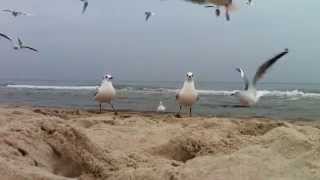 Möwenschwarm am Ostseestrand bei Zinnowitz auf Usedom [upl. by Cheke94]