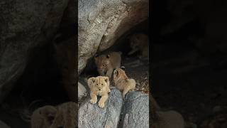 The newest additions to the Ntsevu pride wildlife safari ntsevupride lions [upl. by Thorn]