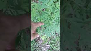 Lets Identify Common Ragweed nature ragweed [upl. by Hedley]