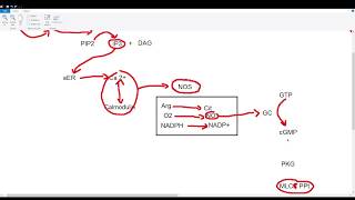 Nitric Oxide Vasodilation Pathway [upl. by Newton]