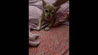 Dog screams like baby in Henderson Nevada [upl. by Aicen]