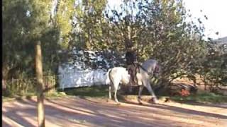 Dressage Travail de 2 pistes et jambettes  Sacha Bravard [upl. by Nath]