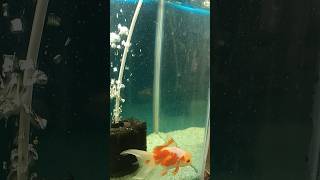 fish goldfish aquarium amazingfacts amazing fishing pets fishaquarium trending animal [upl. by Kcirevam850]