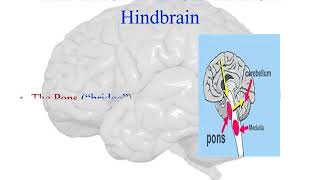 Diencephalon Mesencephalon and Rhombencephalon parts of the brain [upl. by Ayarahs847]