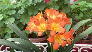 99Cilivia flower bush lily   natal lily How to grow and take care of clivia plant [upl. by Enisamoht]