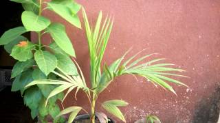 Palm Tree Growing  815 Days Time Lapse 4K [upl. by Ancier]