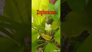 plantsturmericviralshort turmericfarming curcuma longazingiberaceaehaldiplantmcpaliwal [upl. by Orazio107]