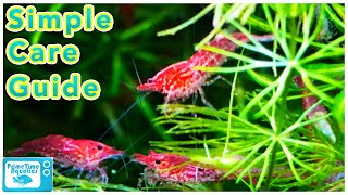 Cherry Shrimp Care and Breeding Neocaridina Species Profile [upl. by Aryk651]