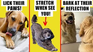 Why does your dog do that 🔥 10 WEIRD BEHAVIORS EXPLAINED [upl. by Rumney]