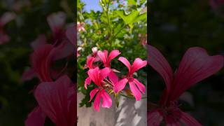 Pelargonium peltatum pelargonium flower flowers [upl. by Airtap616]