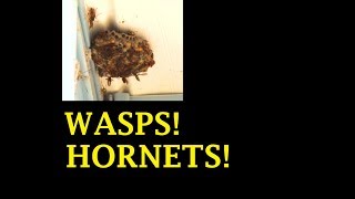 Destroy Hornets Wasps Nest Hive Removal by Hand with Plastic Bag Yellow Jacket Bees [upl. by Neelear]