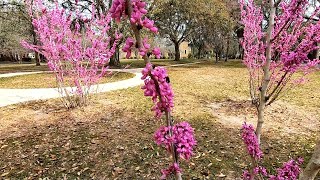 Eastern Redbud Cercis canadensis [upl. by Nine]