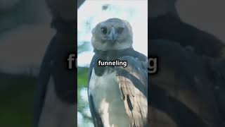 5 facts about the Harpy Eagle facts shorts wildlife harpyeagle [upl. by Okihsoy]