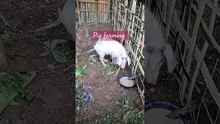 Pig farming ytshorts piggerybusiness pigfarmvideo shortsfeed assam127 shorts [upl. by Bekaj]