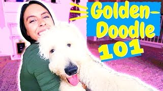 How To Care for a Goldendoodle or Labradoodle [upl. by Llertnad]