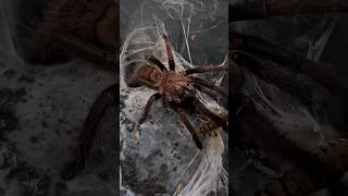 The Indian Violet Earth Tiger tarantula spider feeding Chilobrachys fimbriatus shorts [upl. by Chasse]