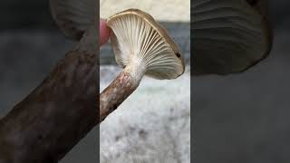 Hygrophorus personii  Conoscere i funghi Pillole di Micologia con Giacomo Jack Ispettore Micologo [upl. by Shaver816]