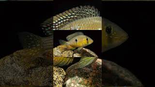 The Purple Eartheater Gymnogeophagus Terrapurpura [upl. by Ilak]