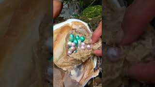 Handmade pearl picking process wealth in freshwater clams [upl. by Reuben]