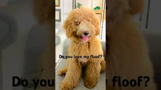 Fozzie is floofy amp poofy cutedog funny shorts [upl. by Eiddet]