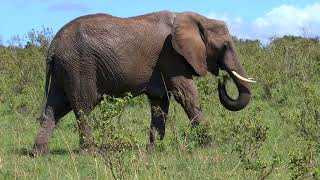 Afrikas Wildtiere Doku  amazing video [upl. by Drusi70]