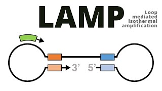 Loop mediated isothermal amplification LAMP protocol explained [upl. by Ilyssa]