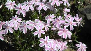 Phlox S Candy Stripes [upl. by Idaf]