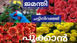 Chrysanthemum plant care  How to grow super quality jamanthi [upl. by Enimasaj]