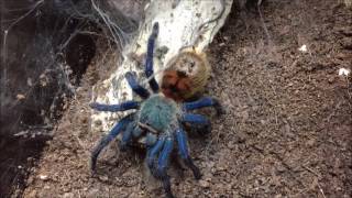 Chromatopelma cyaneopubescens l6 feeding [upl. by Auqenehs]